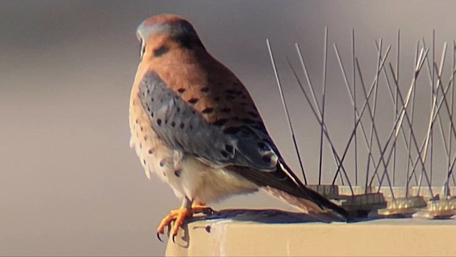 Боривітер американський - ML646932439