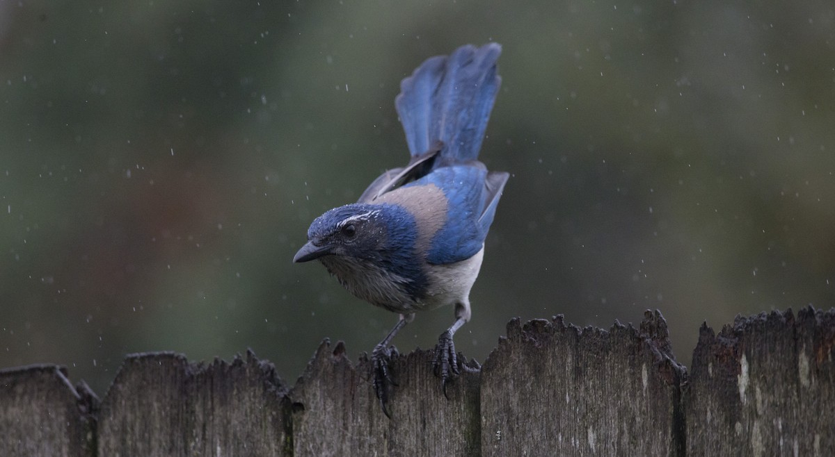 Сойка каліфорнійська - ML646932440