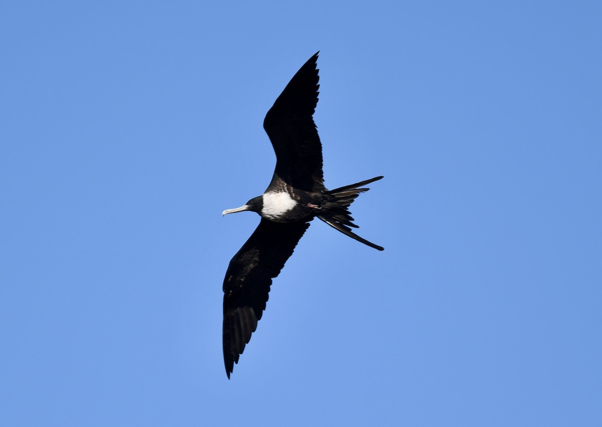 Magnificent Frigatebird - ML646932454