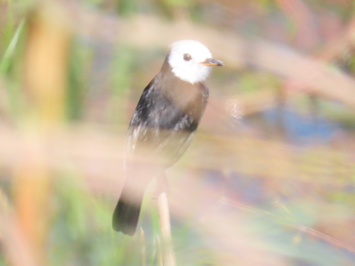 White-headed Marsh Tyrant - ML646932457