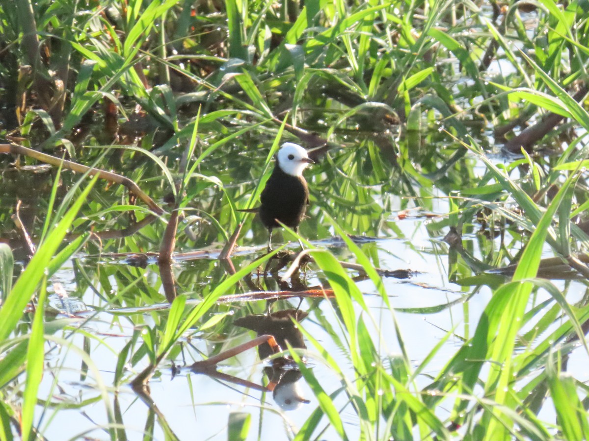 White-headed Marsh Tyrant - ML646932458