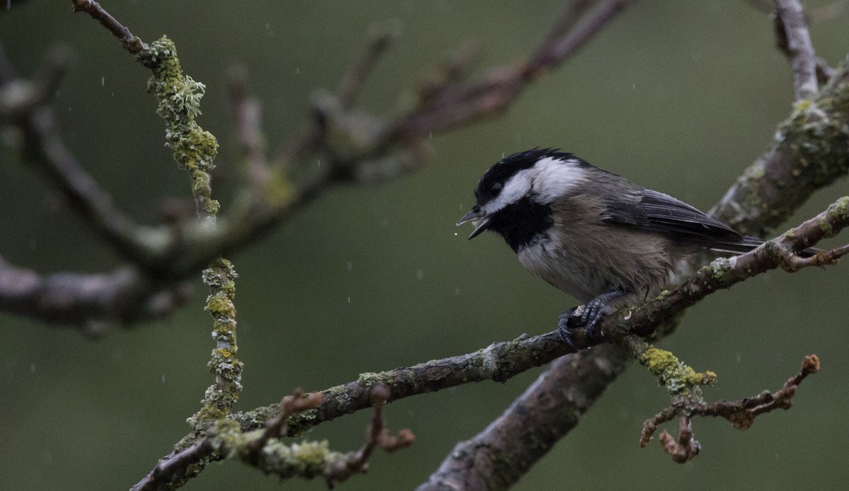 Гаїчка світлокрила - ML646932459