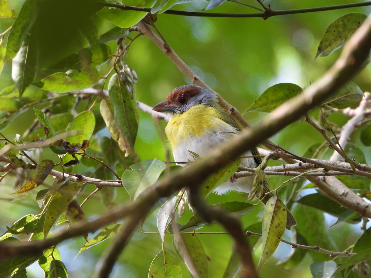 Віреон рудобровий - ML646932462