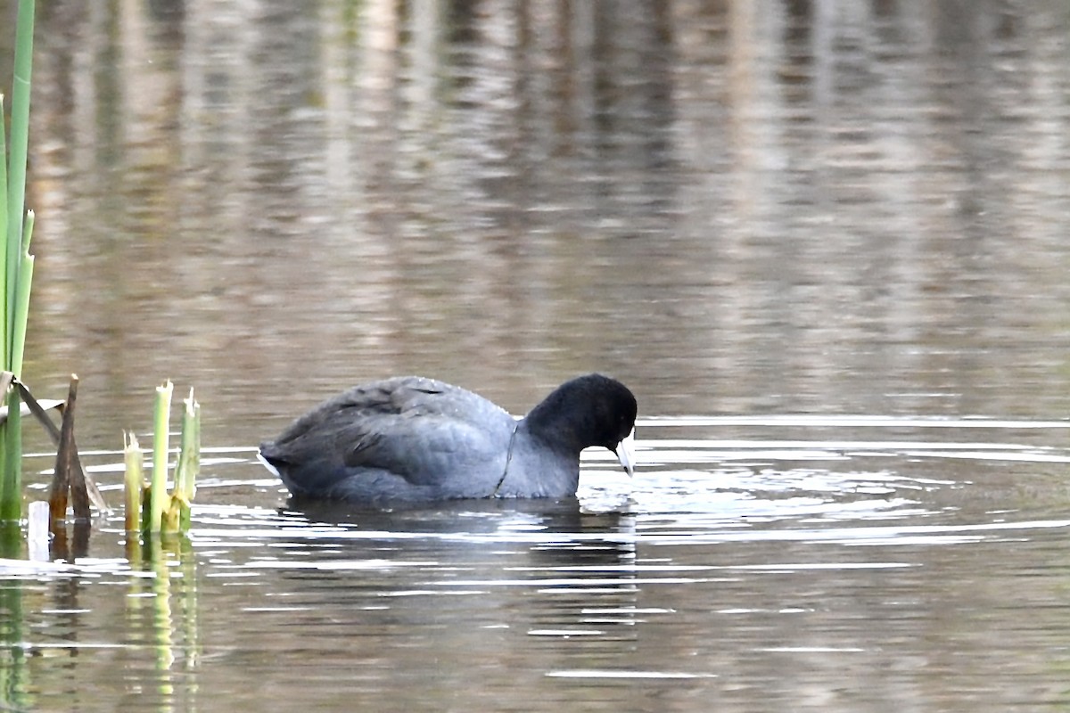 Focha Americana (Frentirroja) - ML646932463