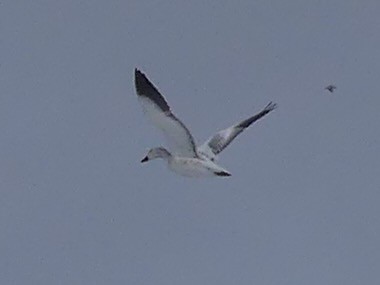 Schneegans - ML646932464