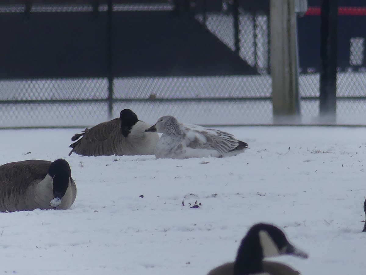 Schneegans - ML646932465