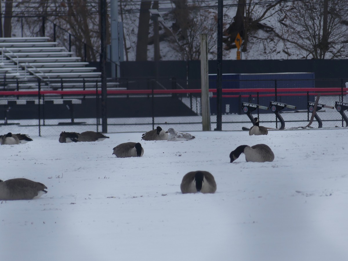 Schneegans - ML646932466