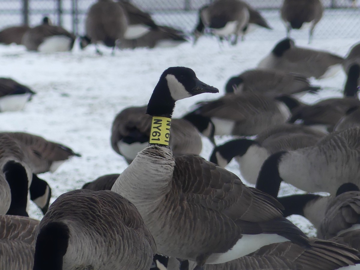 Kanadagans - ML646932468