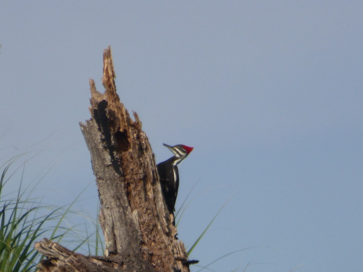 hvitbrynsvartspett - ML646932469