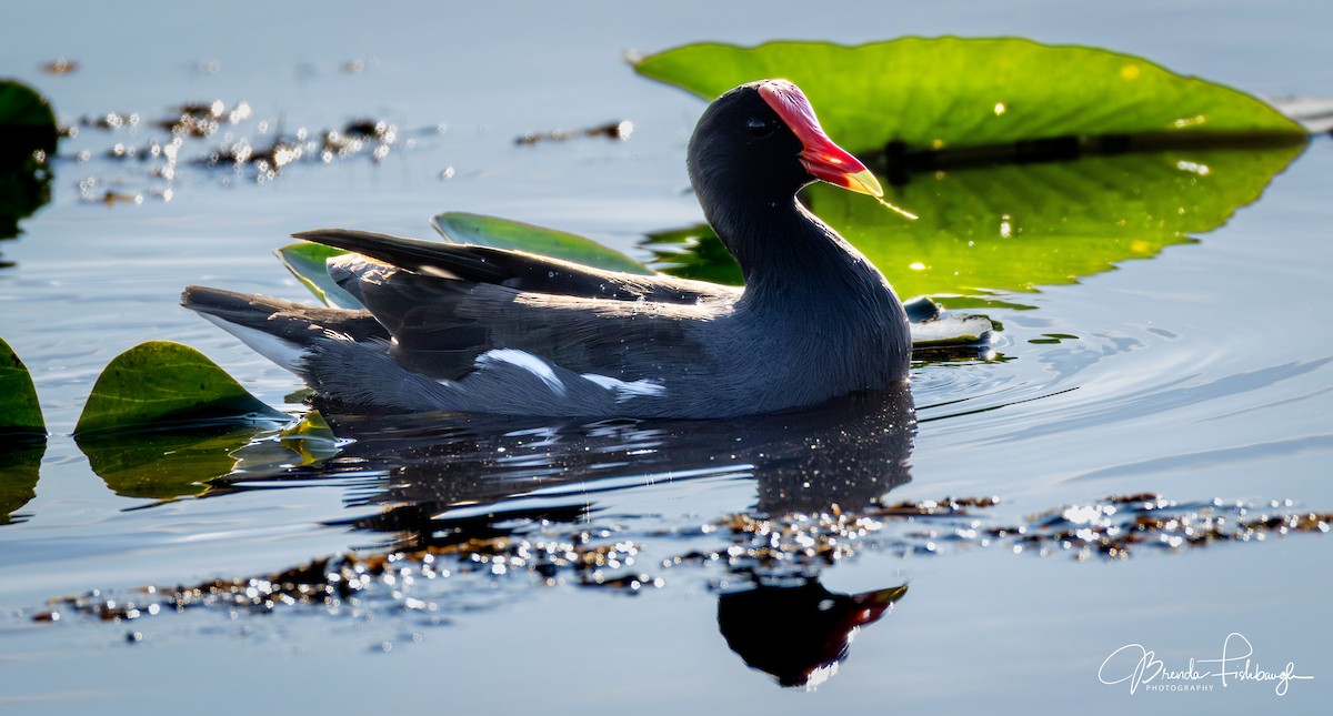 slípka americká - ML646932478