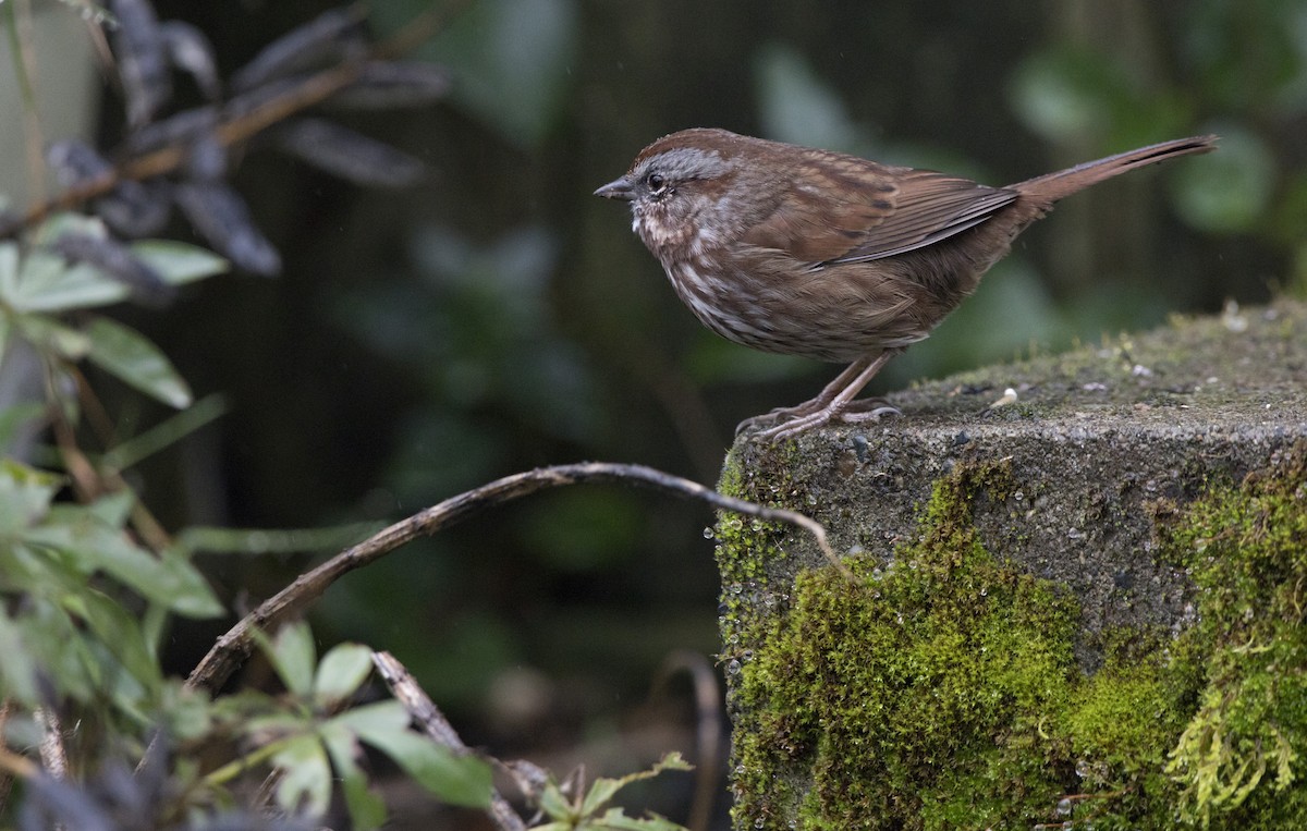 Пасовка співоча - ML646932481