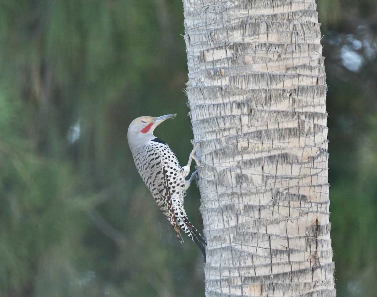 Gilded Flicker - ML646932482