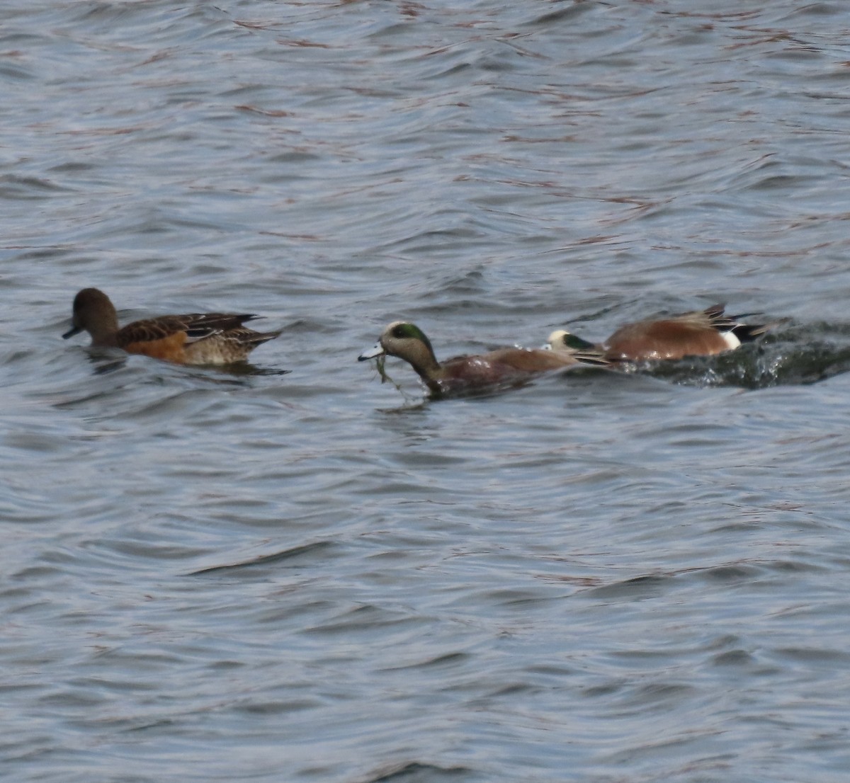 葡萄胸鴨 - ML646932494