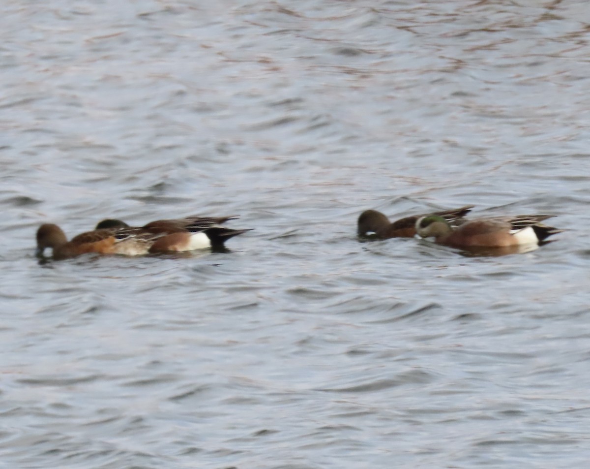 葡萄胸鴨 - ML646932495