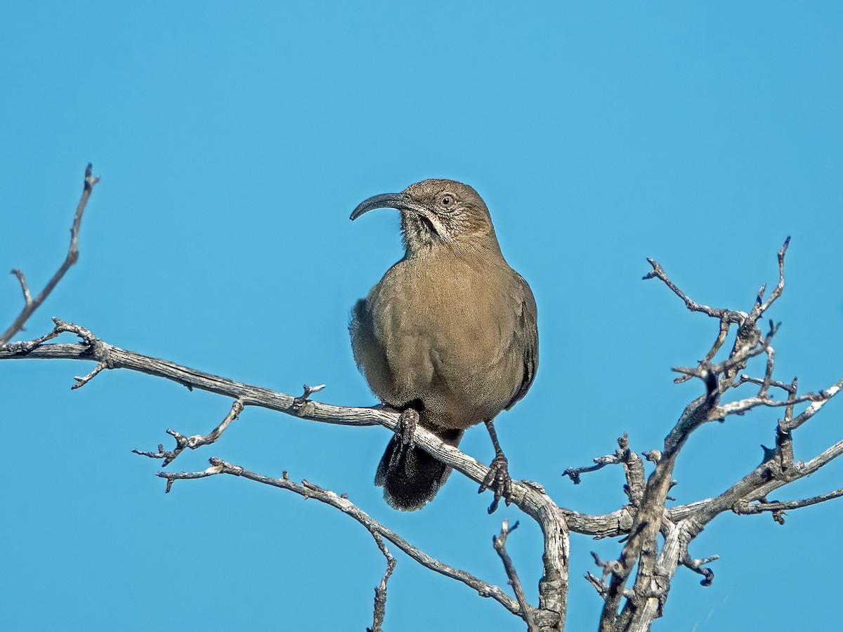 Crissal Thrasher - ML646932506
