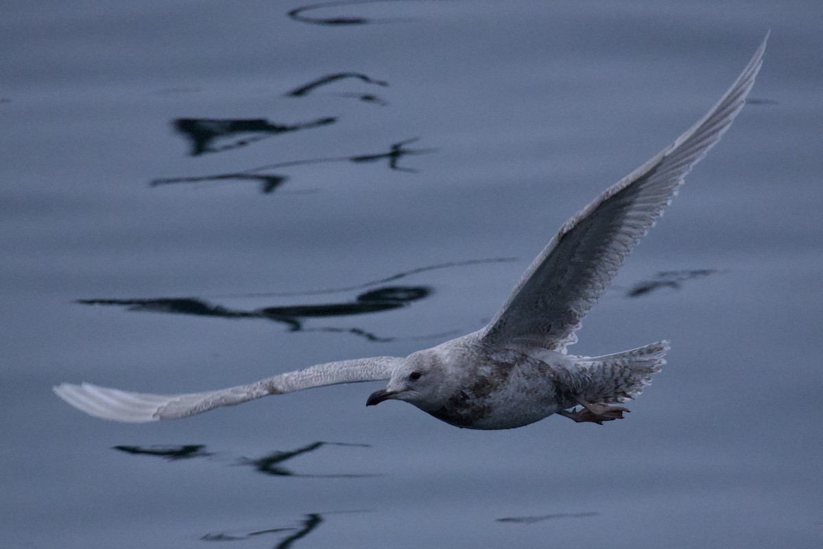 Iceland Gull (kumlieni) - ML646932511