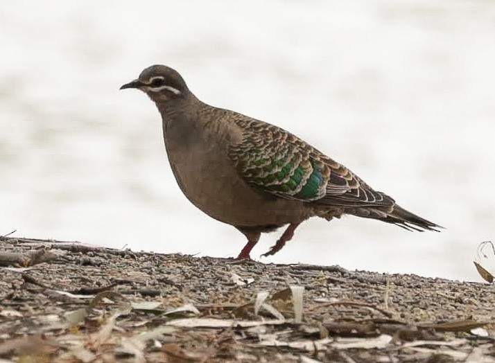 Common Bronzewing - ML646932521