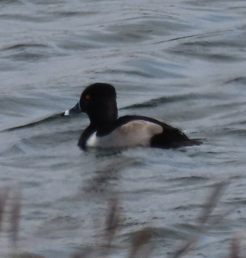 環頸潛鴨 - ML646932527