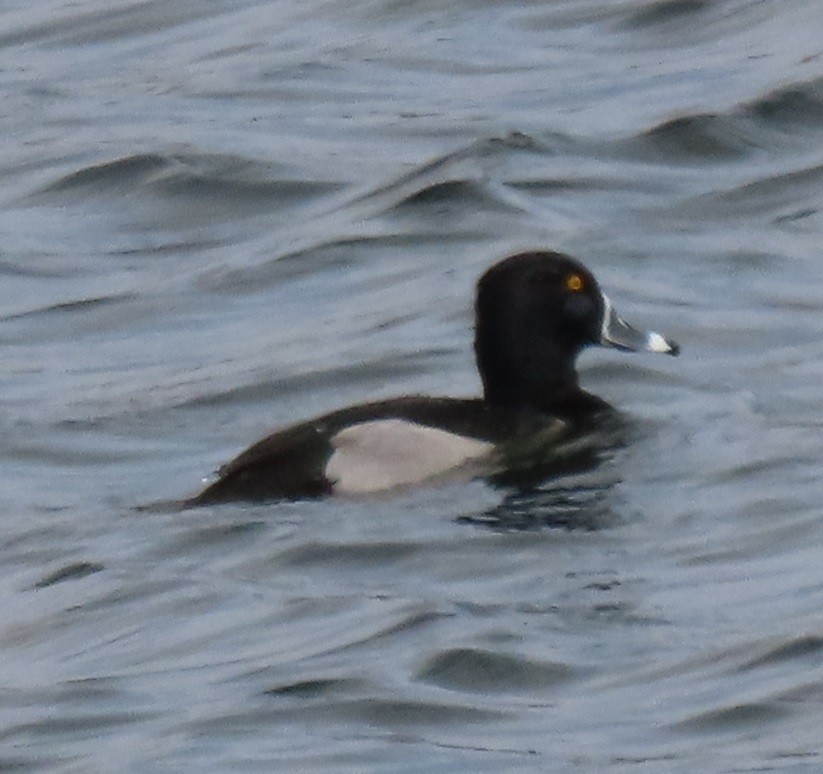 環頸潛鴨 - ML646932528