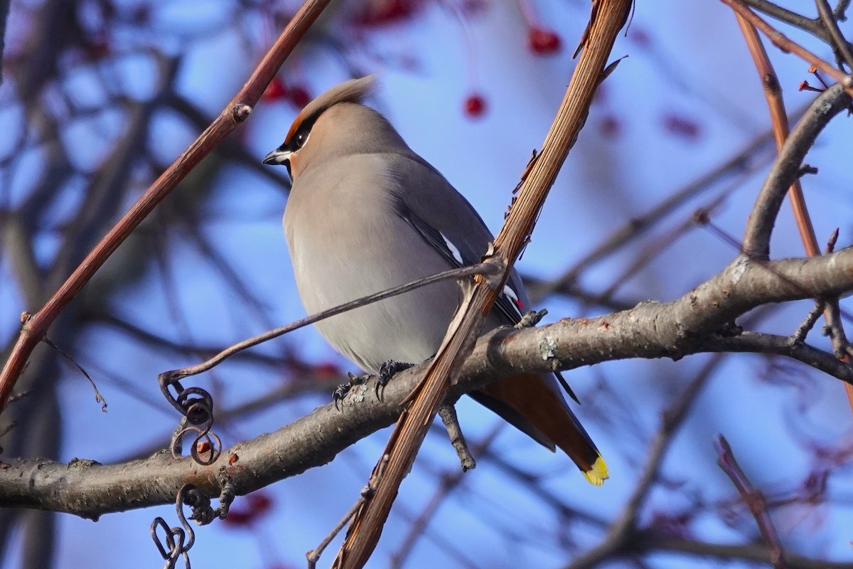 Buztanori boreala - ML646932531