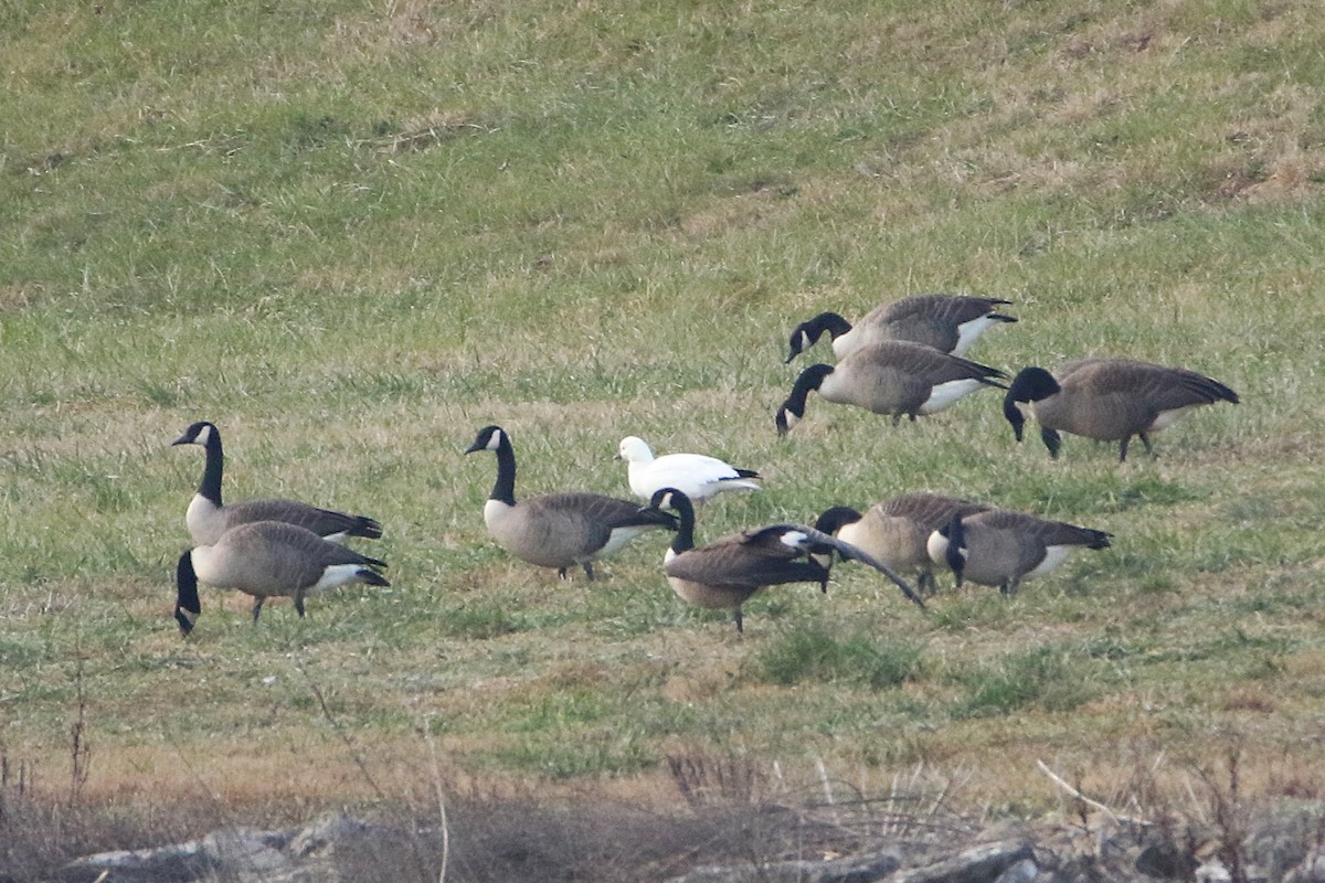 אווז קנדי - ML646932532