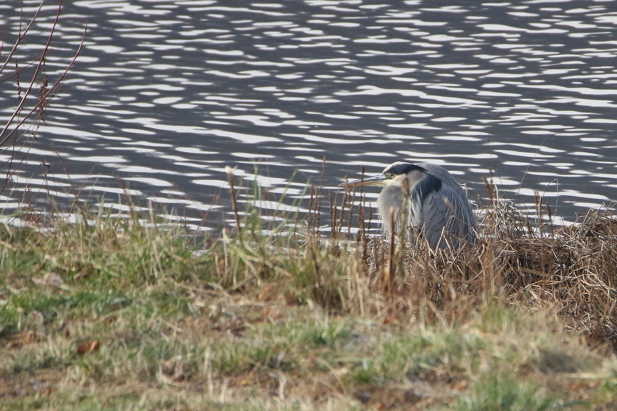 אנפה אמריקנית - ML646932545