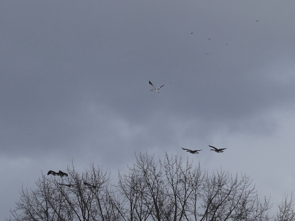 Schneegans - ML646932547