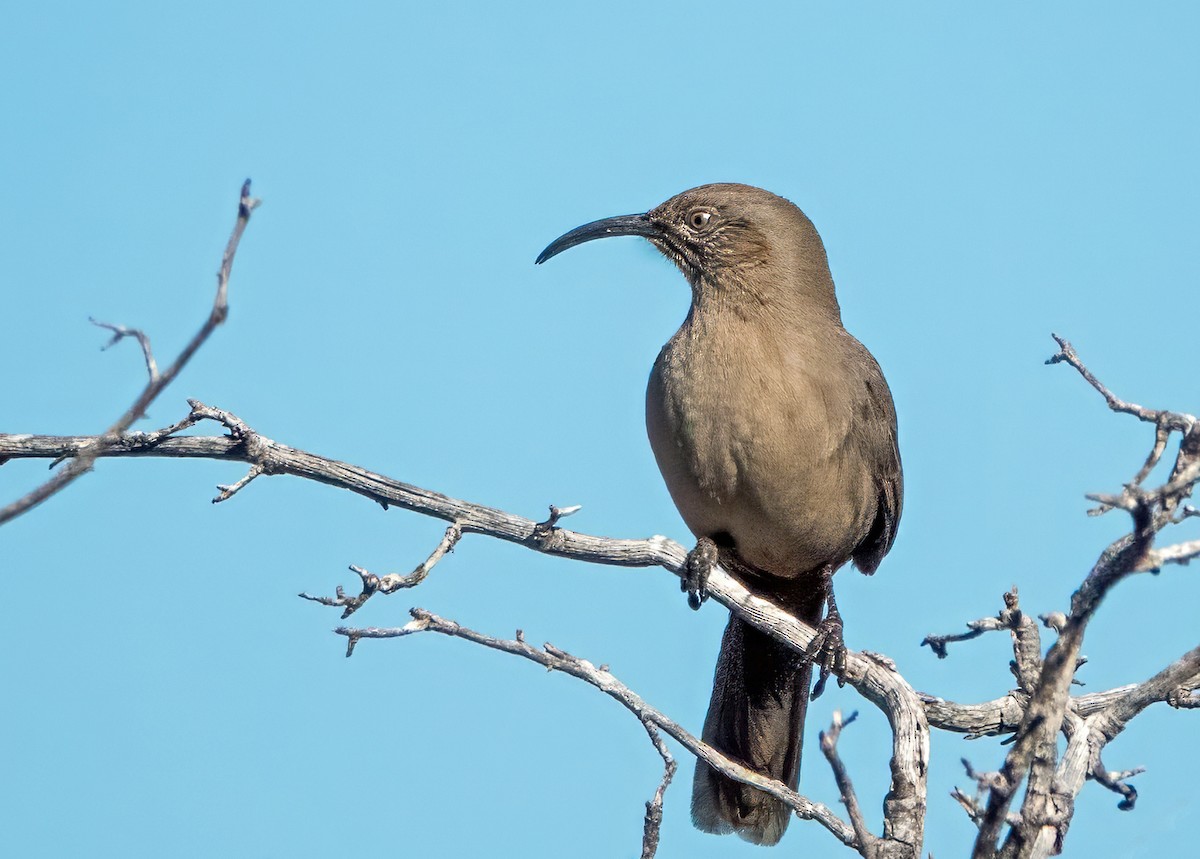Crissal Thrasher - ML646932549