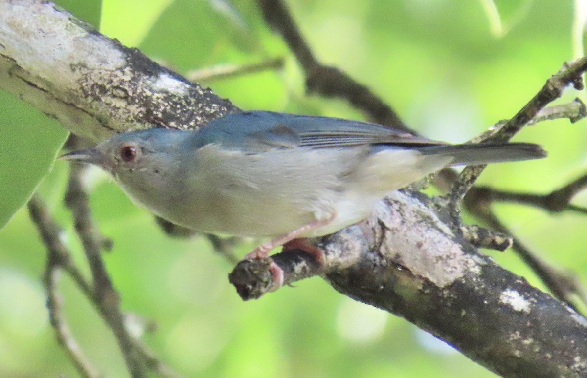 Bicolored Conebill - ML646932550