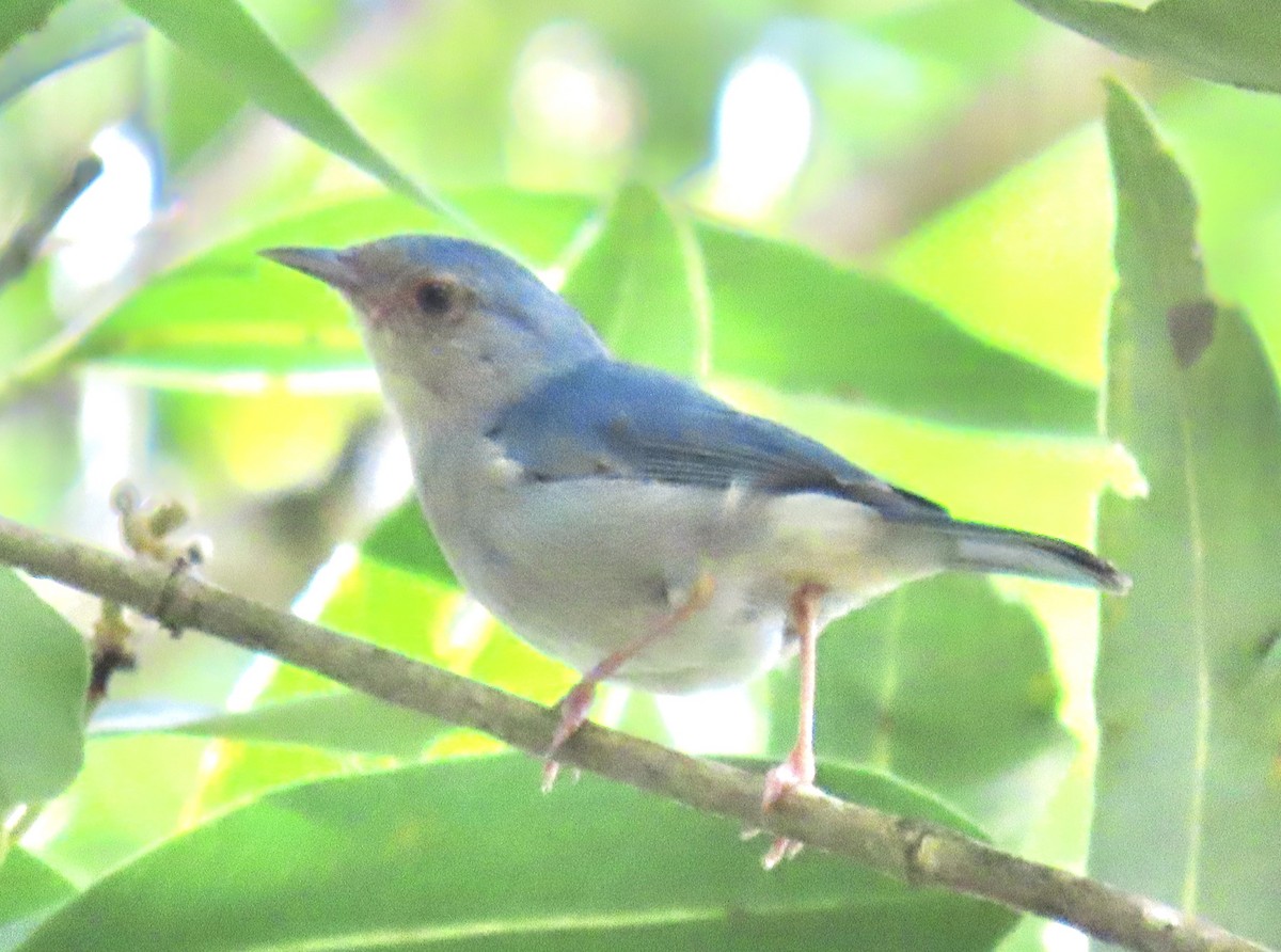 Bicolored Conebill - ML646932551