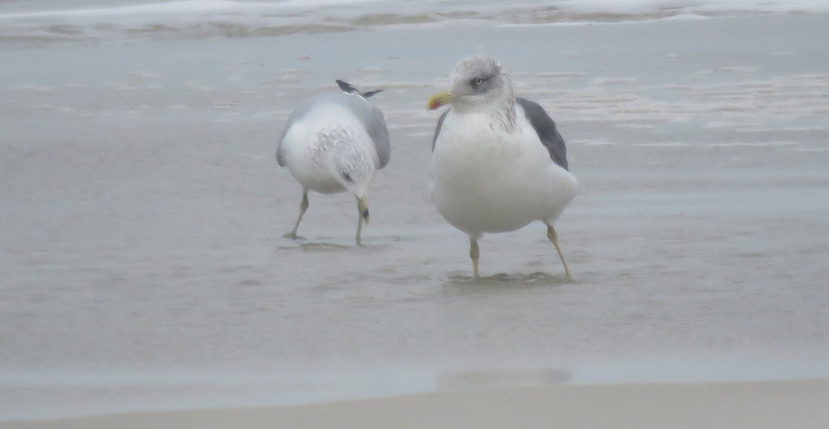 שחף שחור - ML646932552