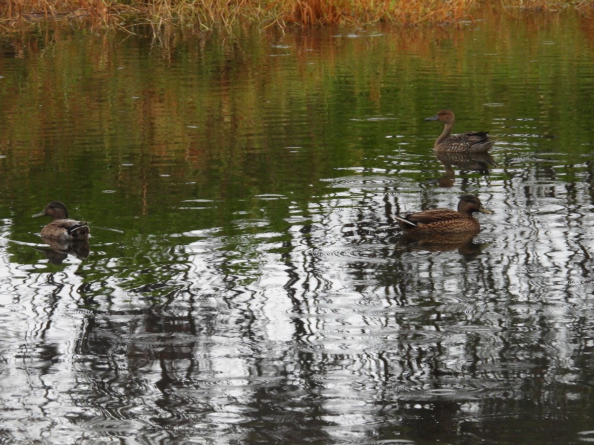 ostralka štíhlá - ML646932553