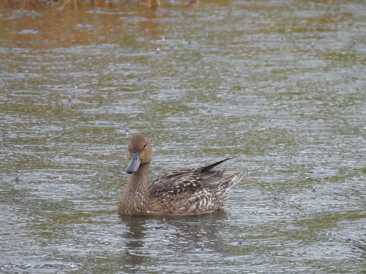 ostralka štíhlá - ML646932554