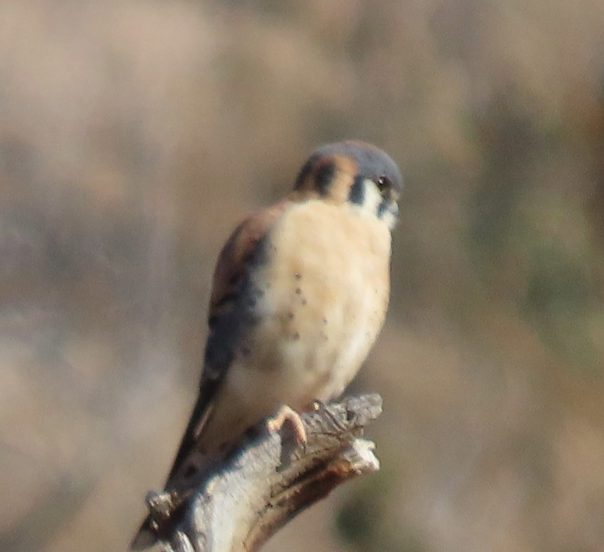 American Kestrel - ML646932555