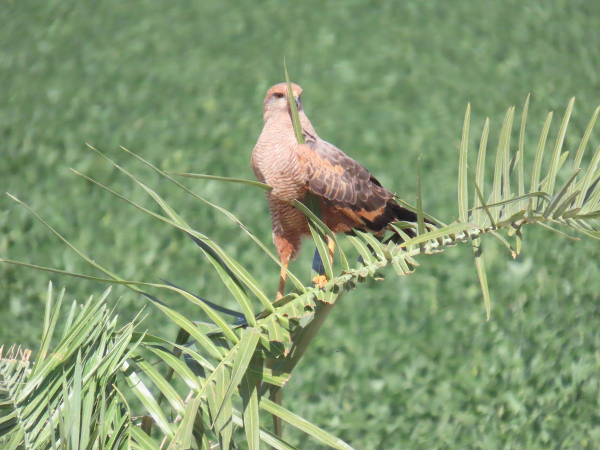 Savanna Hawk - ML646932556