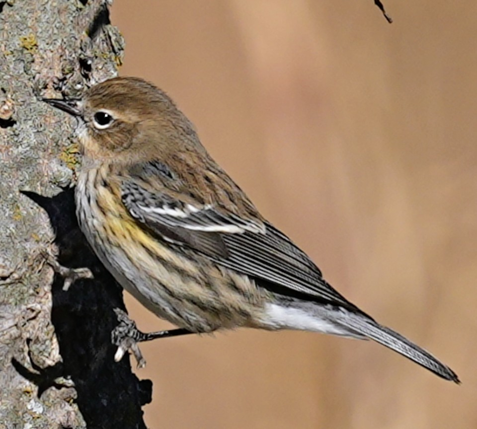 Yellow-rumped Warbler - ML646932562