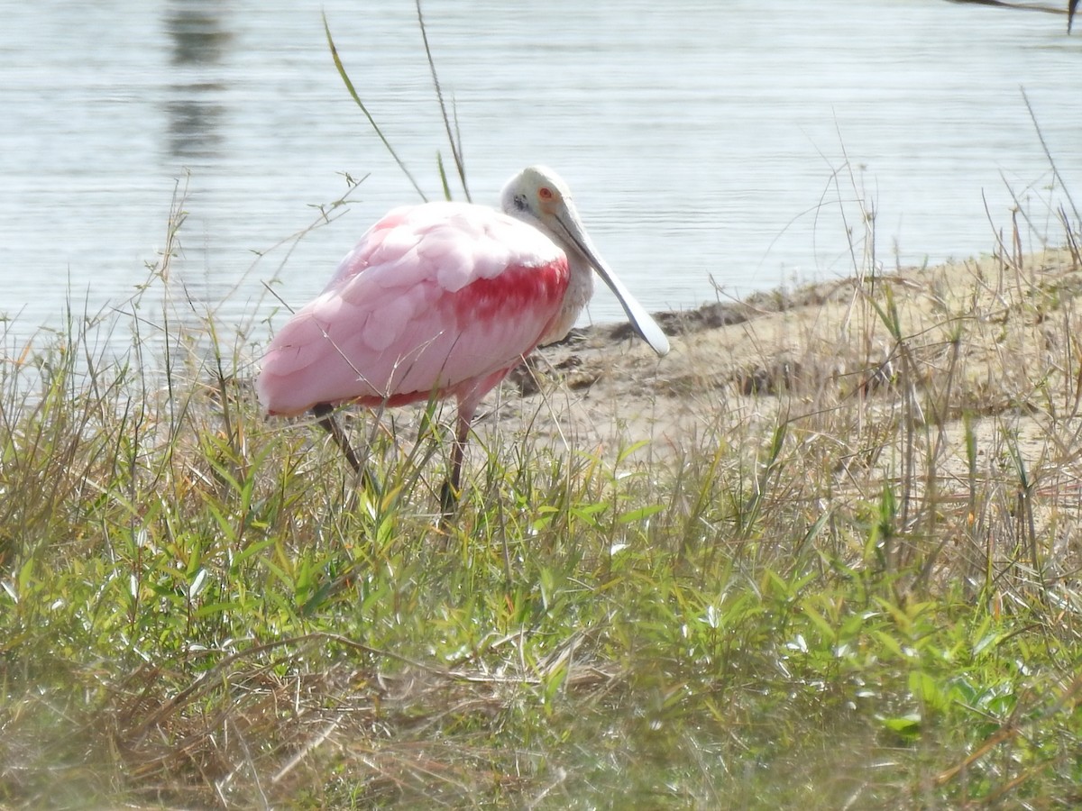 ベニヘラサギ - ML646932563