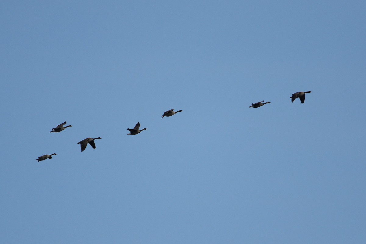 ברנטה קנדית - ML646932564