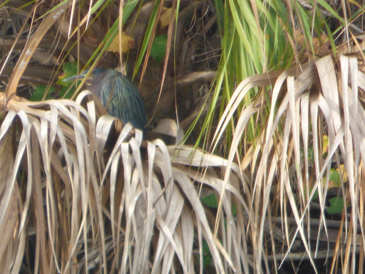 grønnrygghegre - ML646932572