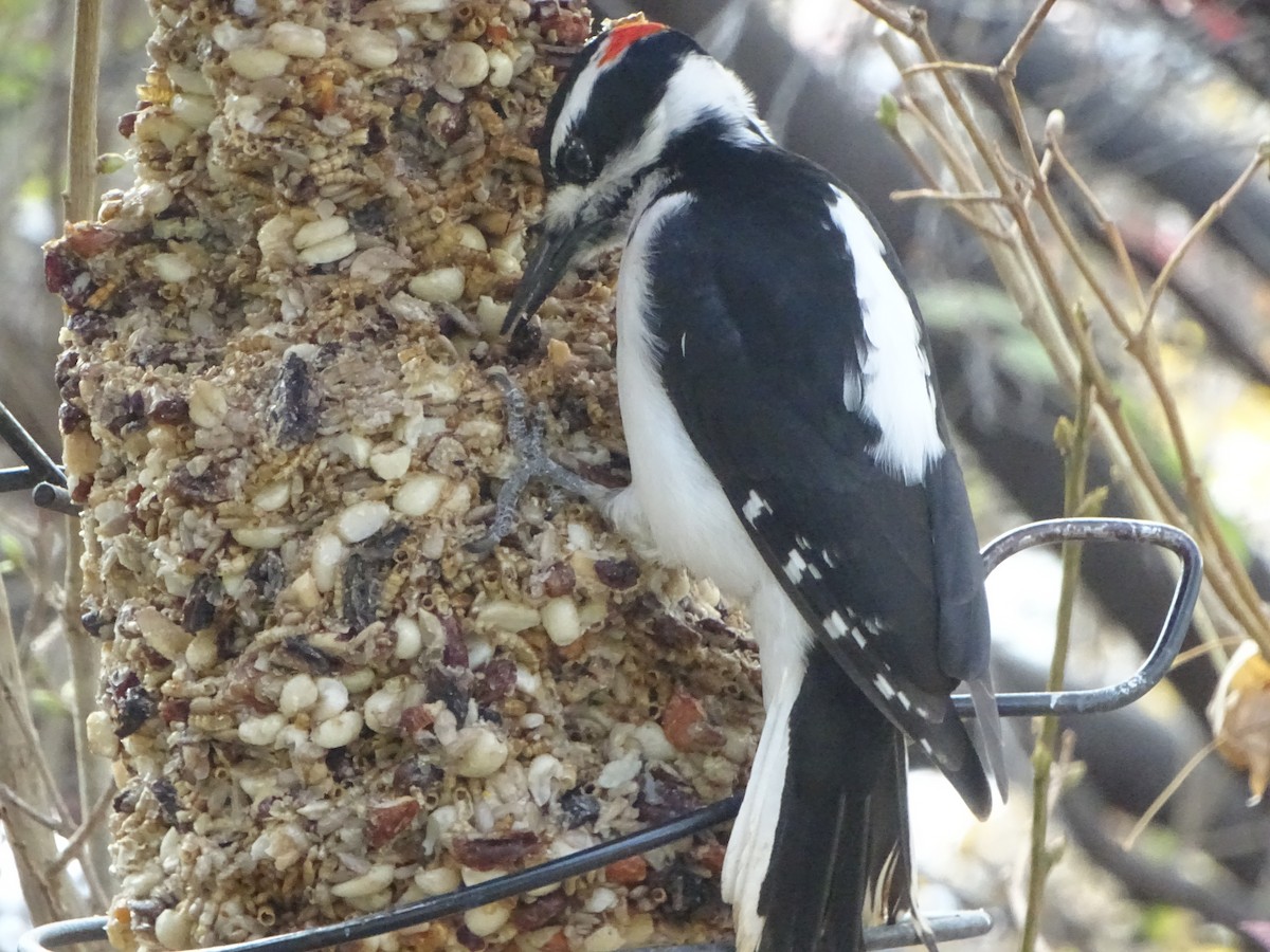 Hairy Woodpecker - ML646932573