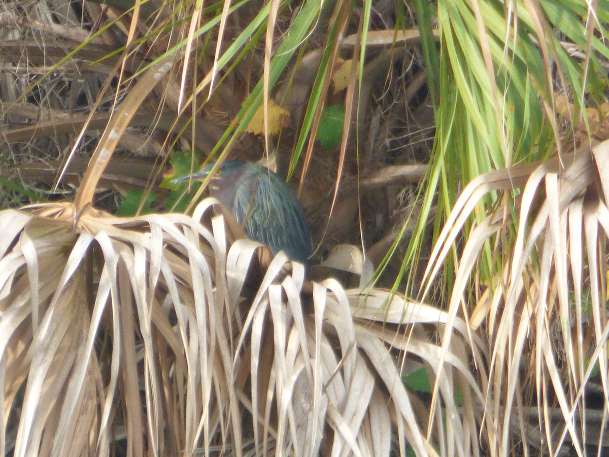 grønnrygghegre - ML646932577