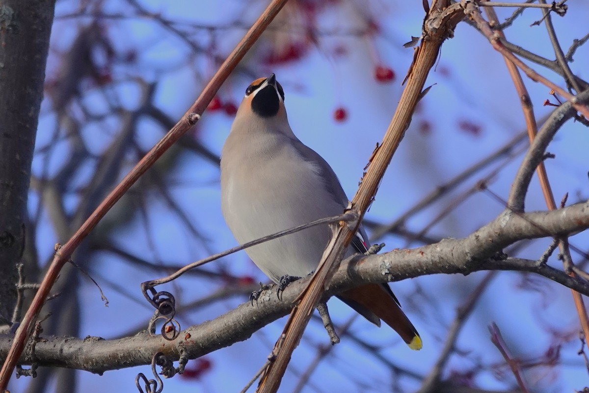 Buztanori boreala - ML646932578