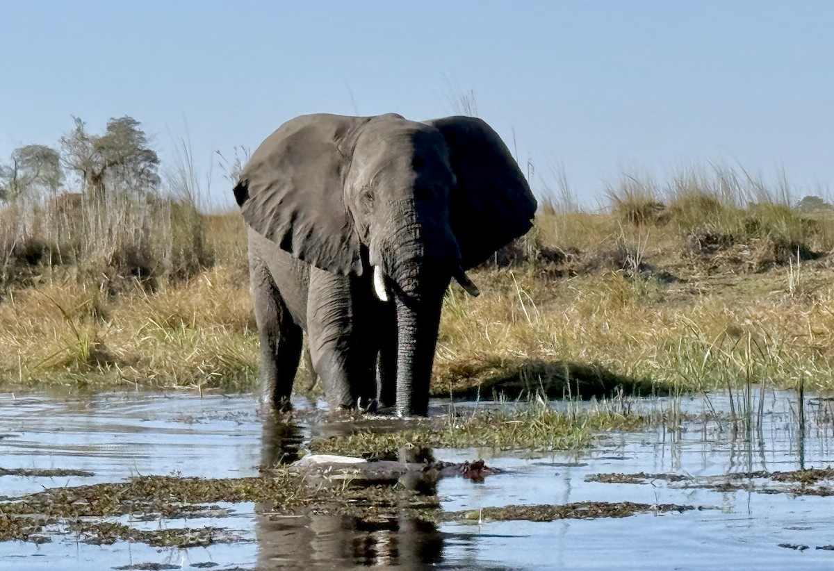 動物界 - ML646932580