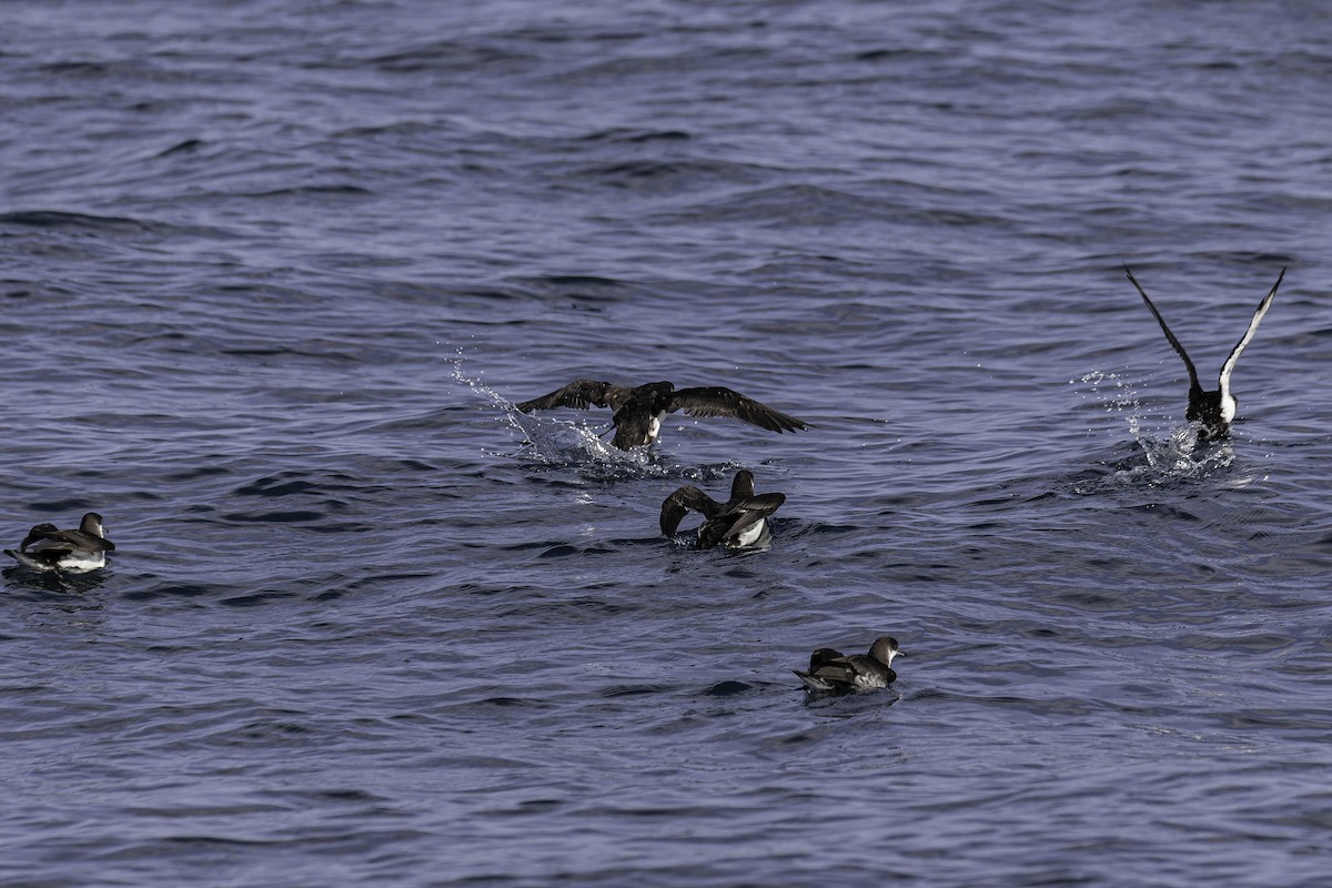 Manx Shearwater - ML646932581