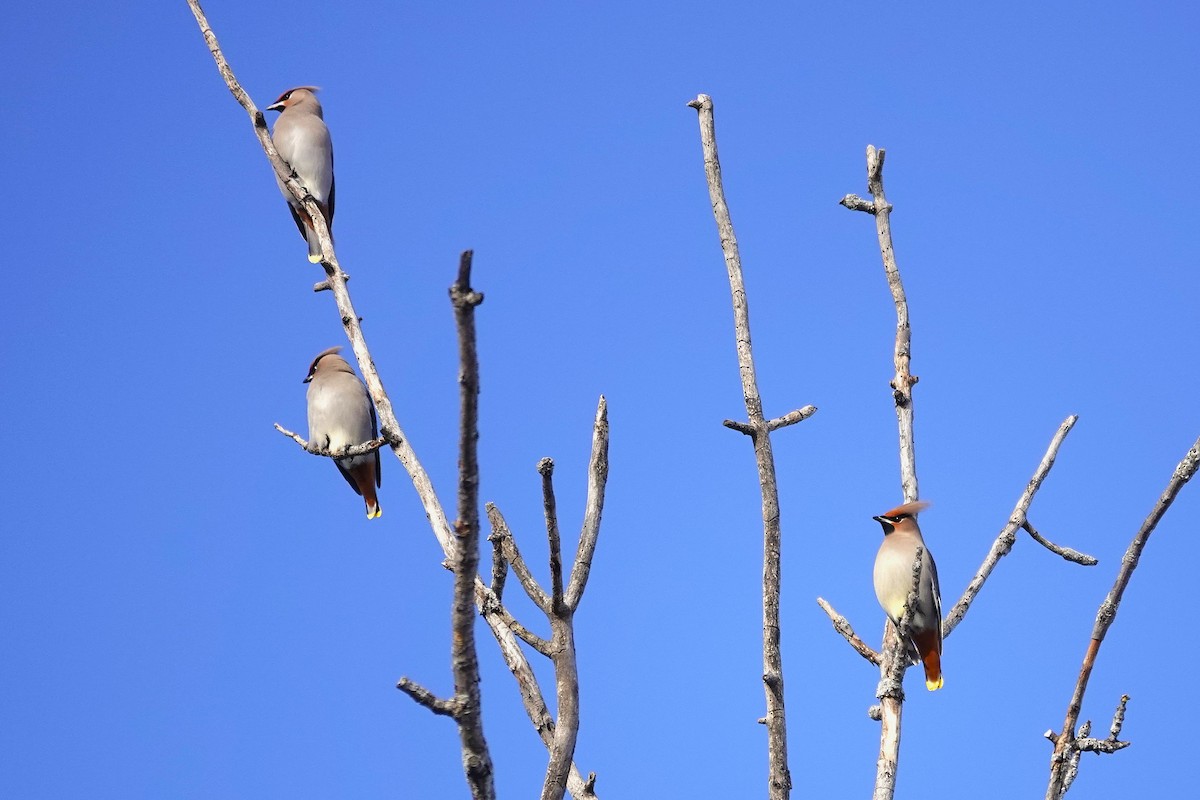 Buztanori boreala - ML646932589