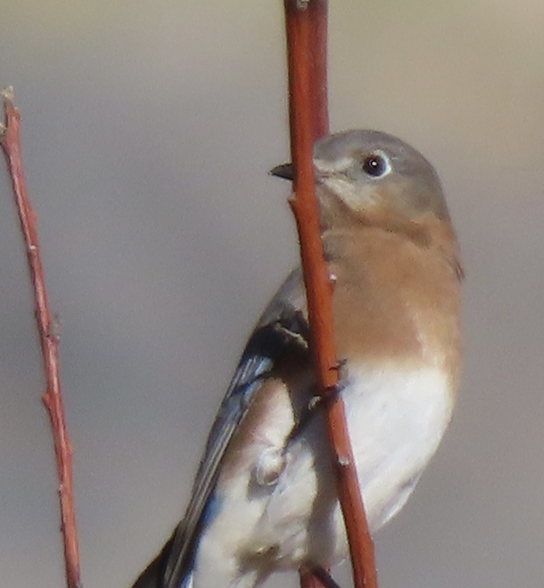 Eastern Bluebird - ML646932590