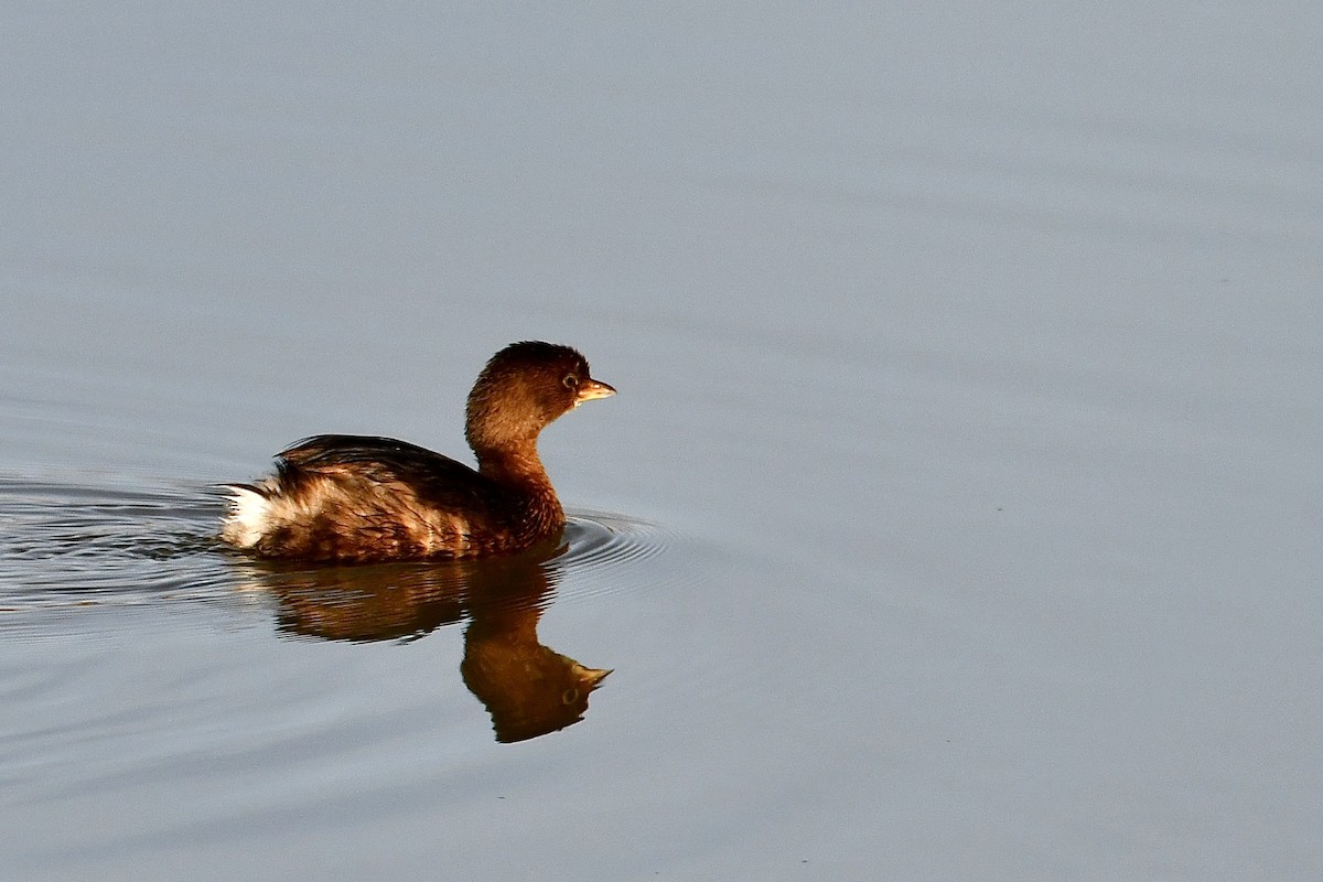 Zampullín Picogrueso - ML646932591