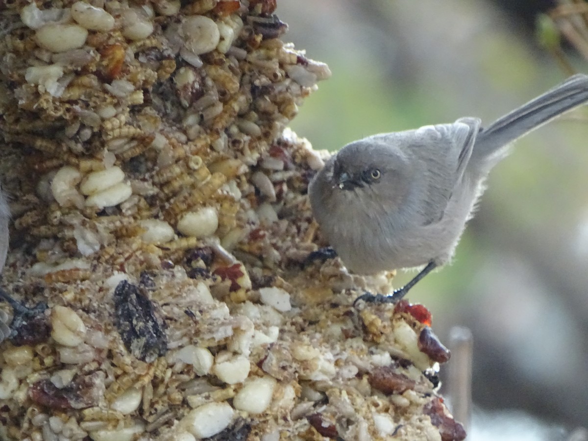 Bushtit - ML646932597