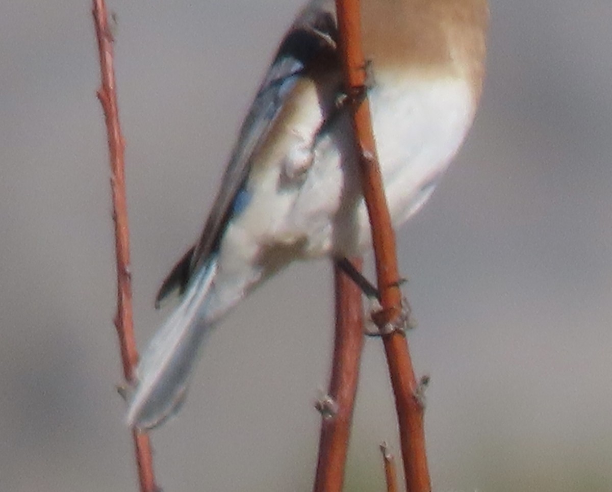 Eastern Bluebird - ML646932598