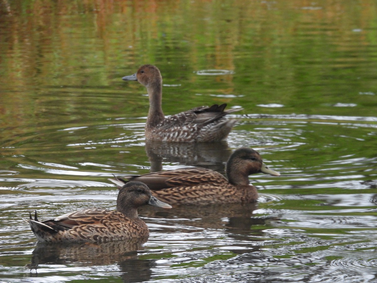 kachna havajská x divoká (hybrid) - ML646932599